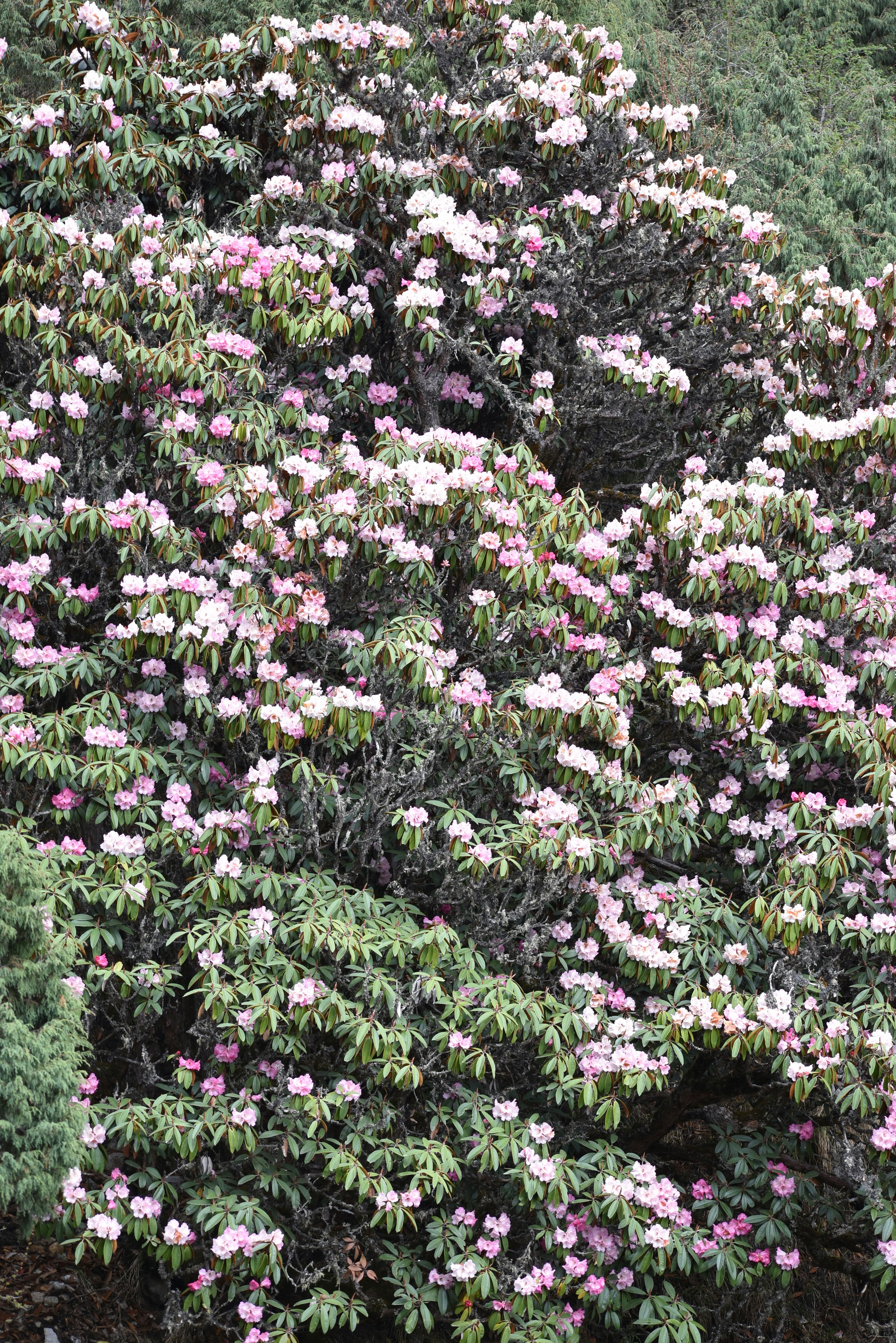 a bush with pink flowers