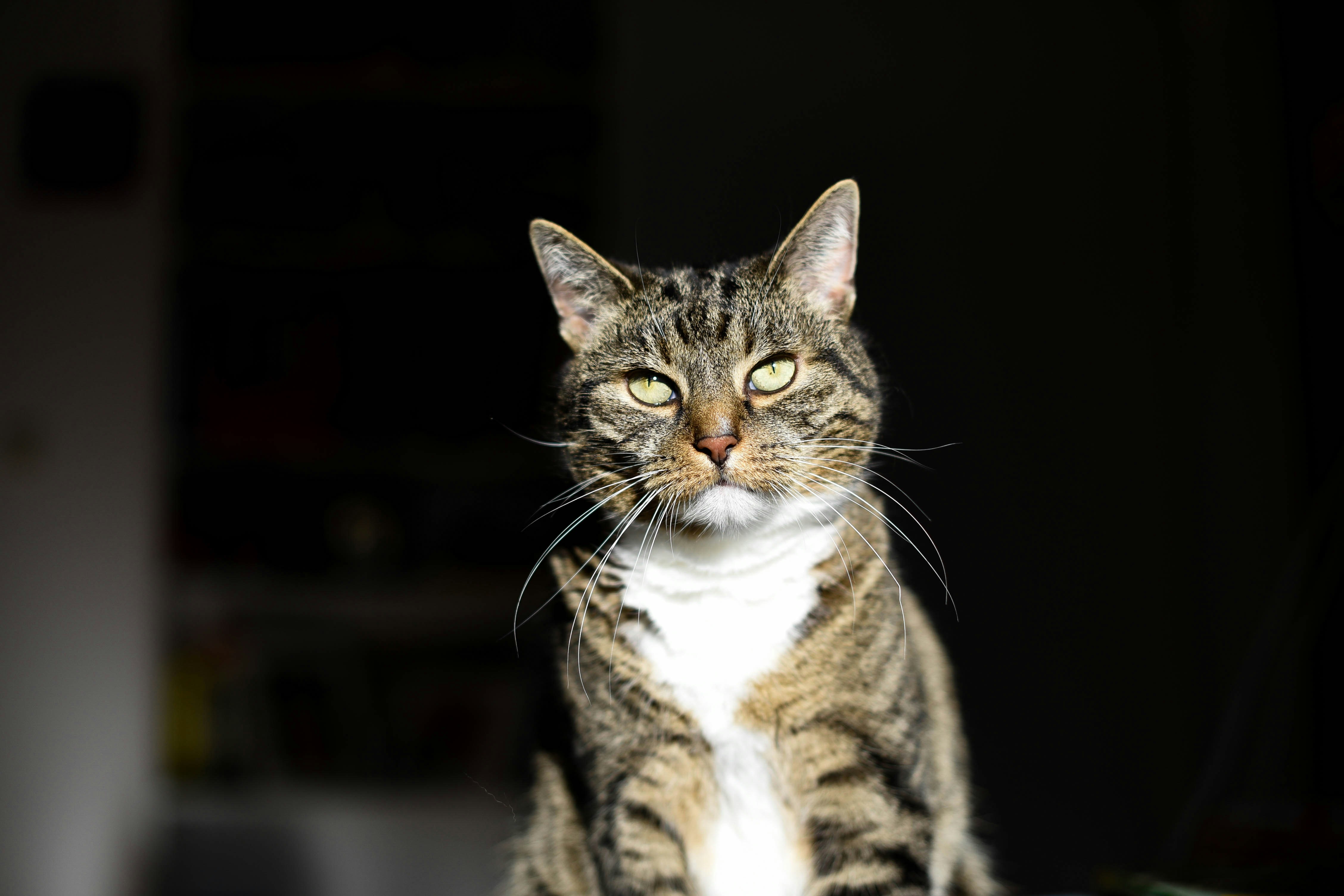Squinting Creates Instant Cat Trust (image credits: unsplash)