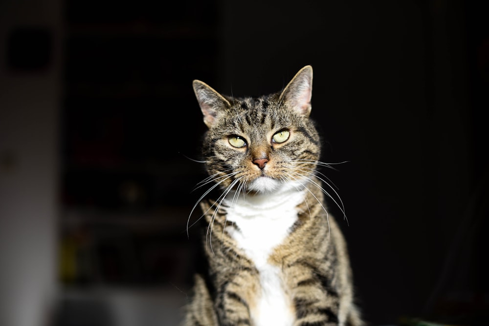 a cat sitting looking at the camera