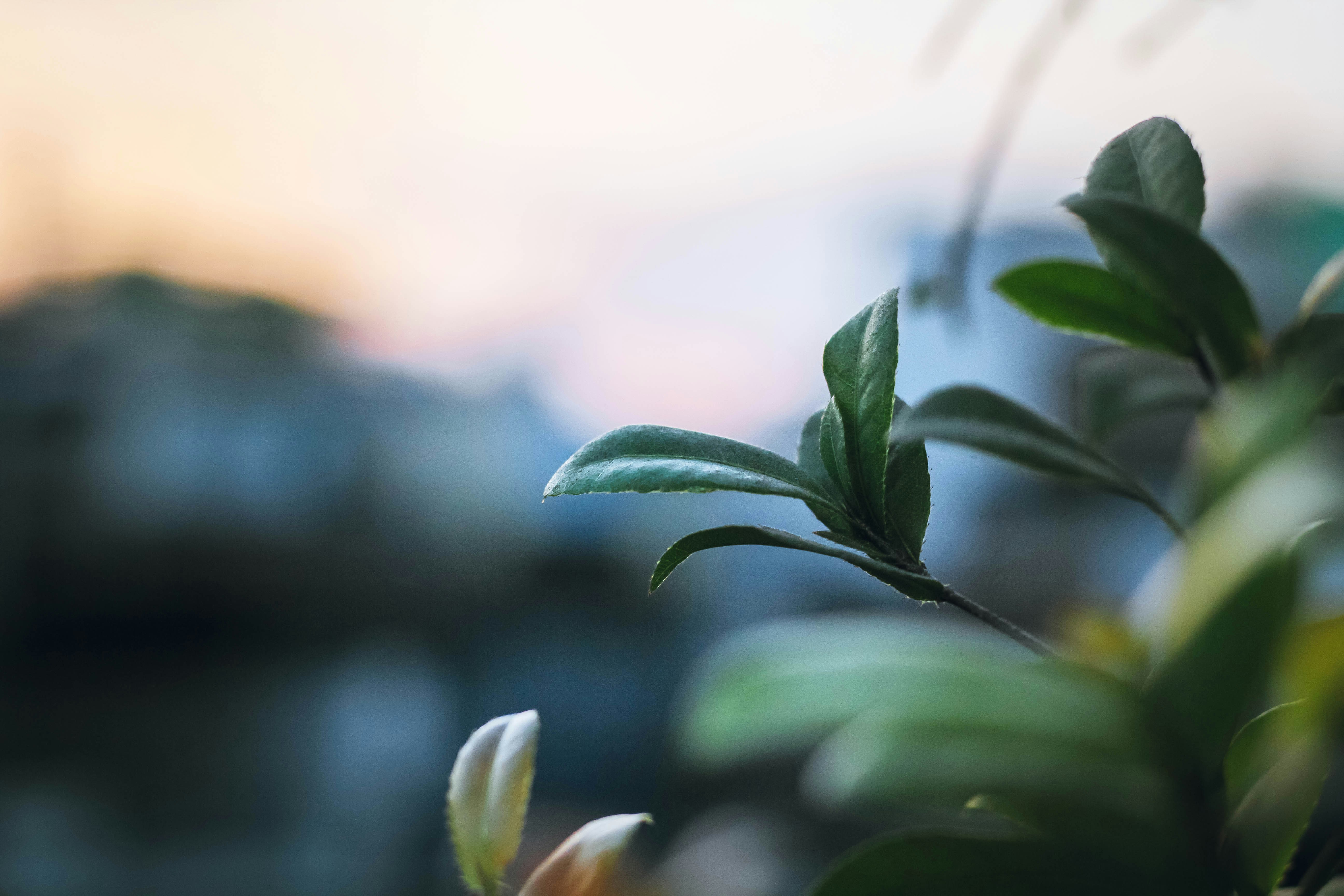 Primer plano de una planta