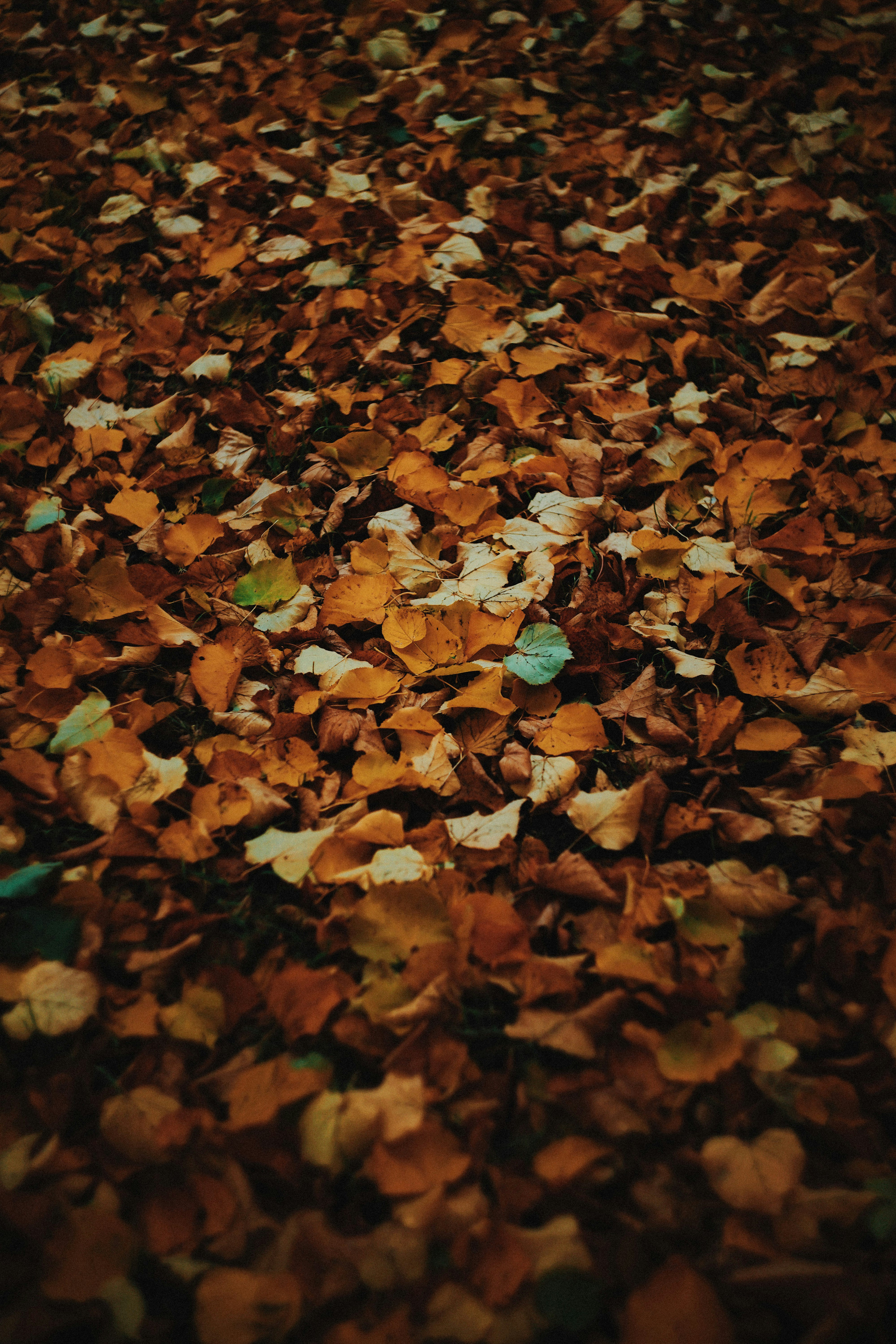 Photo by shklyaevmax