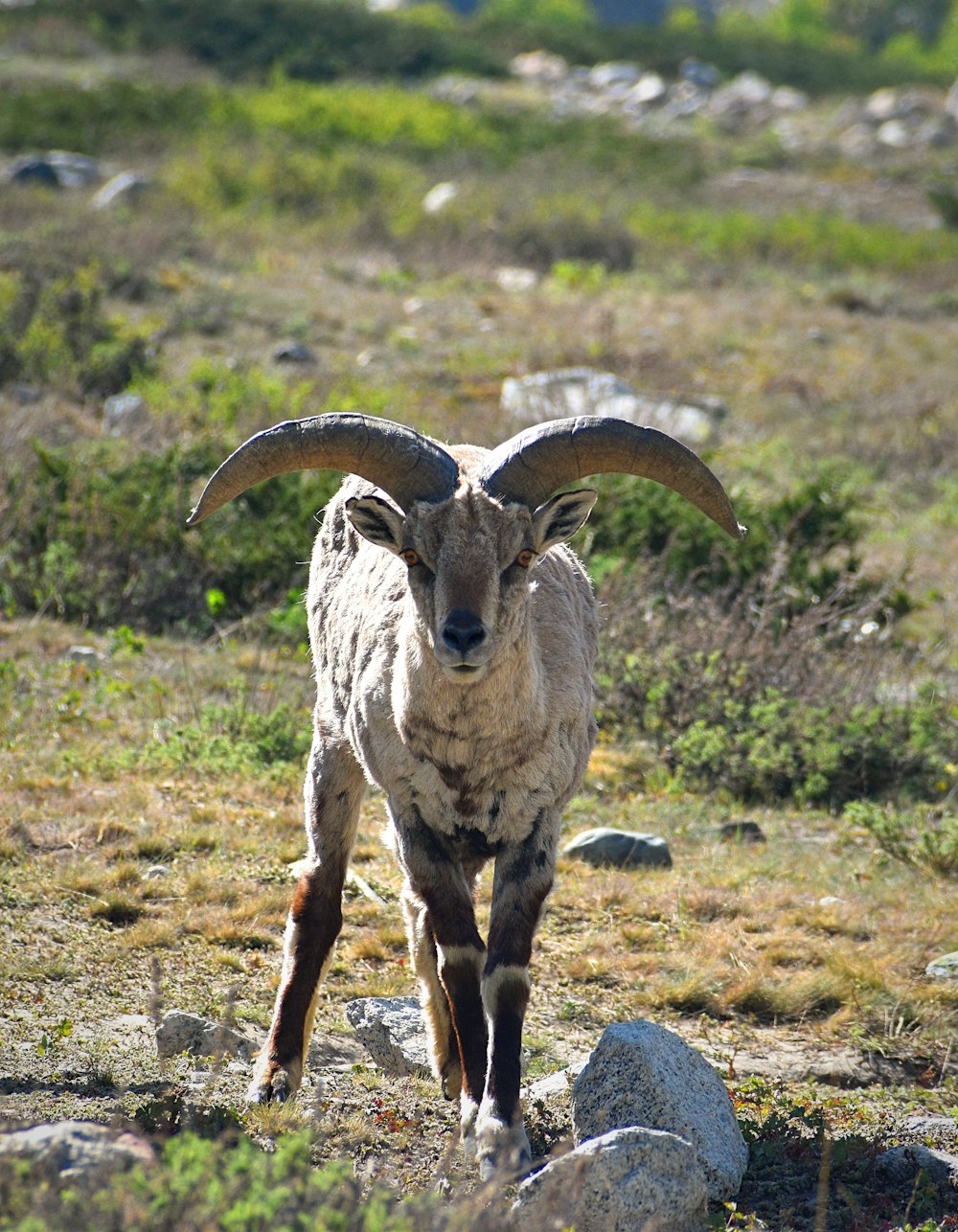 a ram with horns standing on rocks