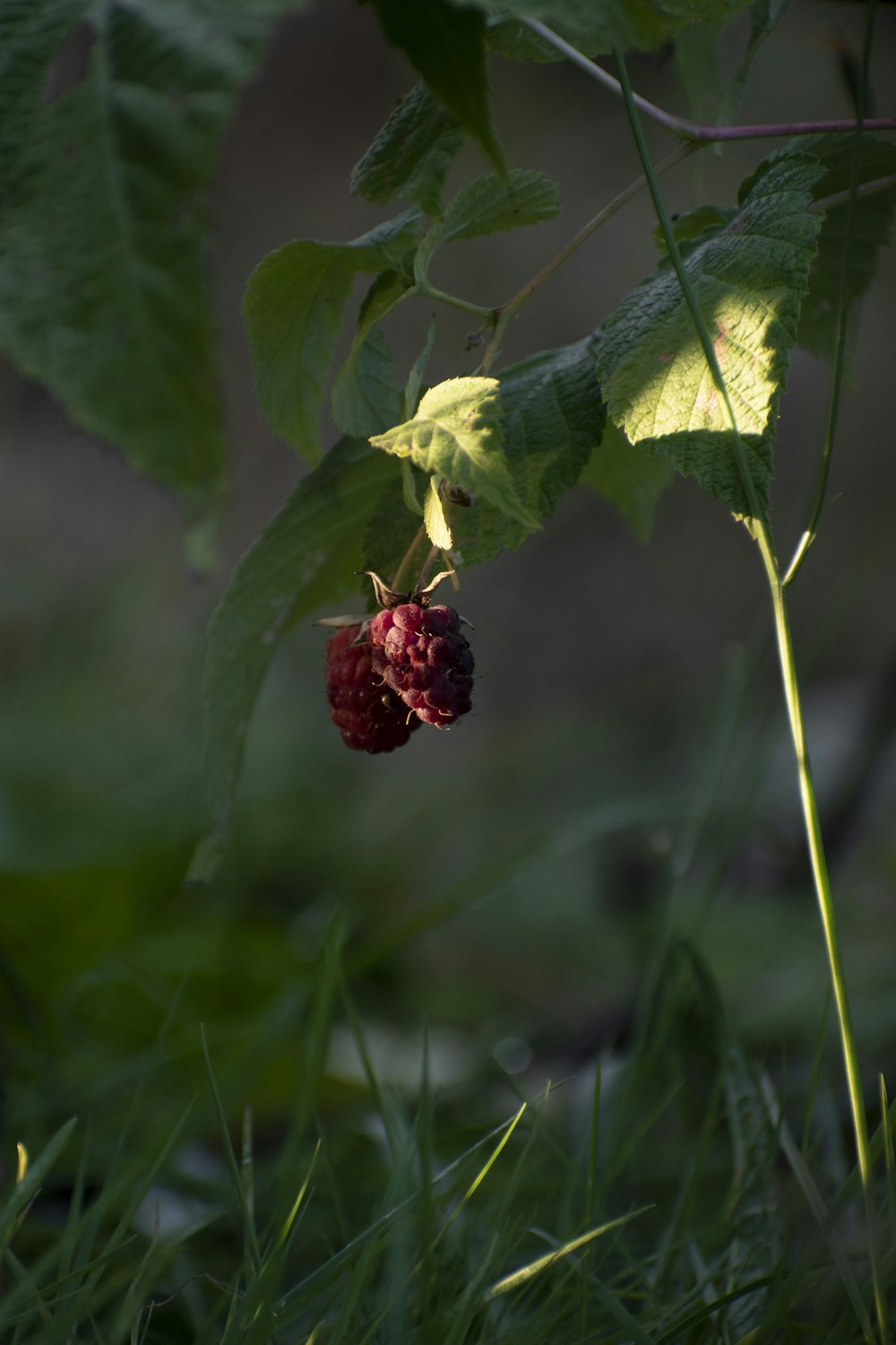 a close up of a berry