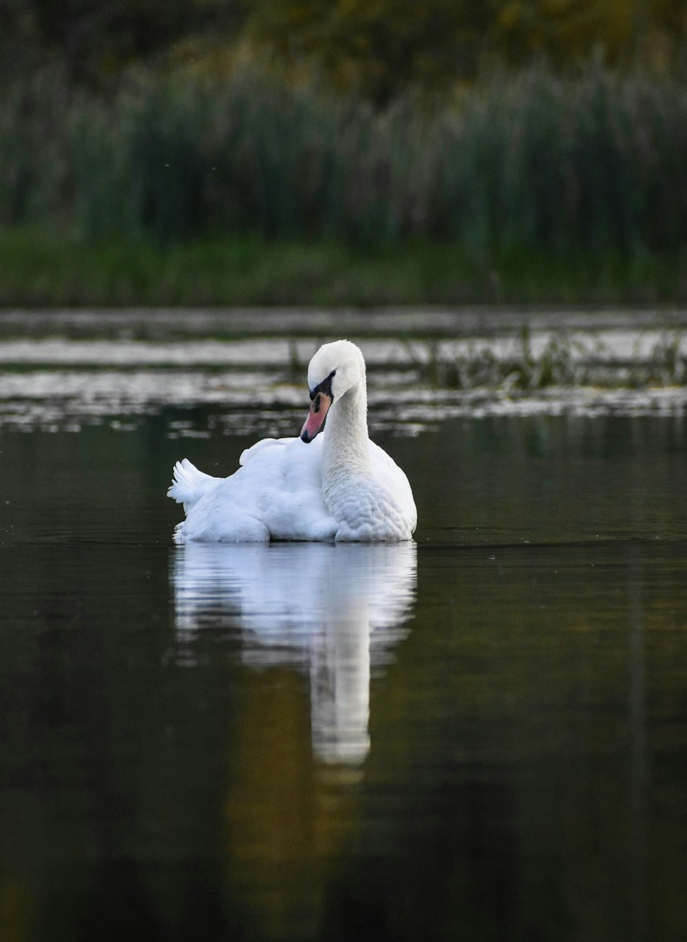 a white swan in a pond