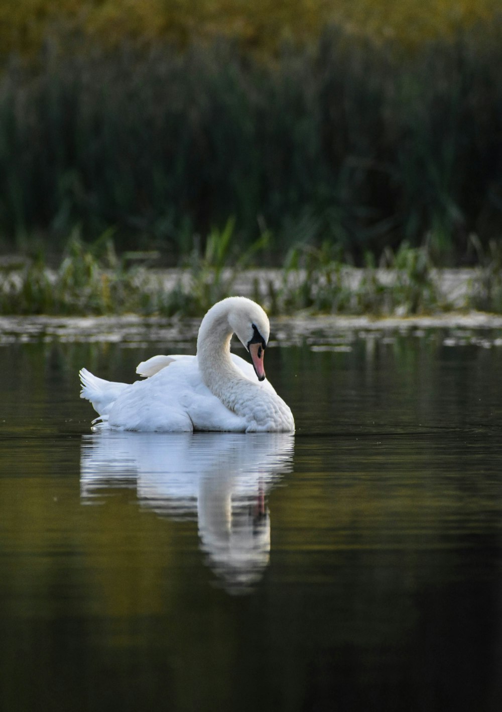 a swan swimming in a lake