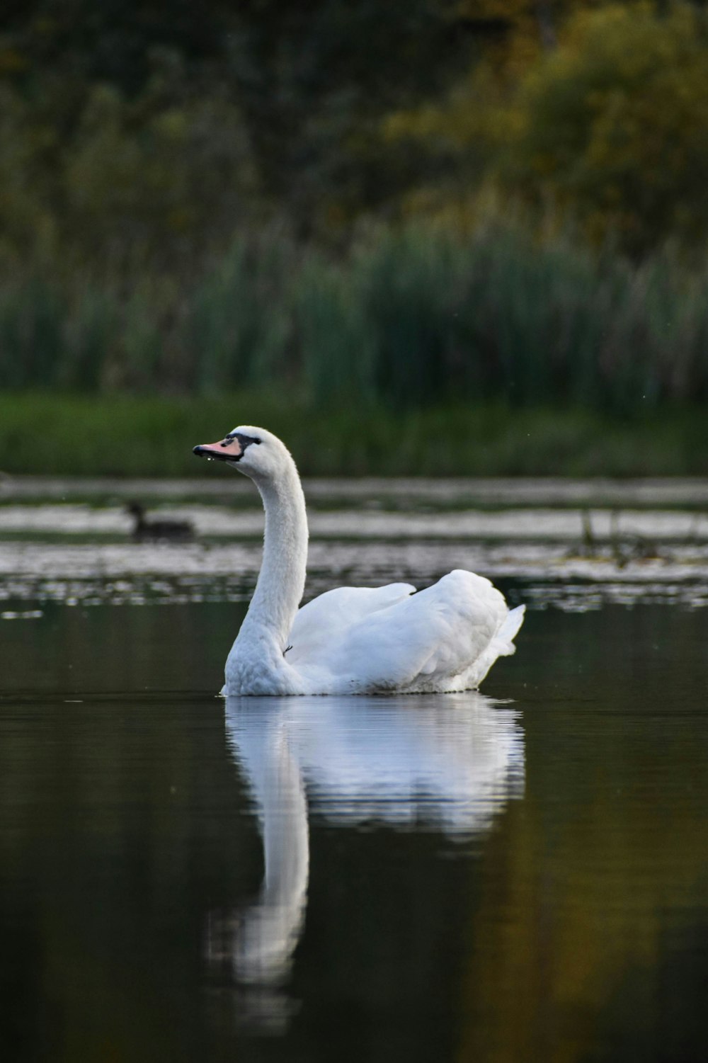 a white swan in a pond