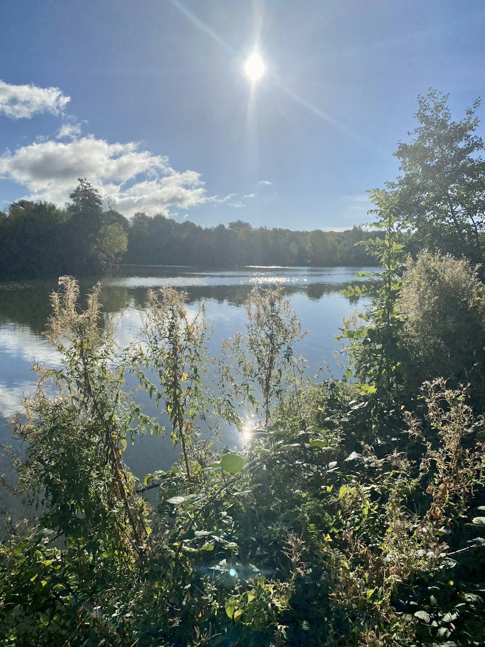 a body of water with trees around it