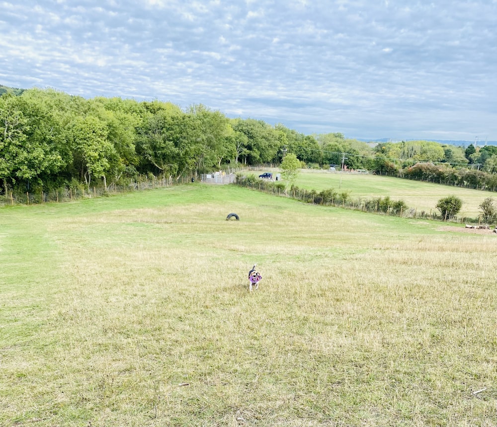 a person in a field