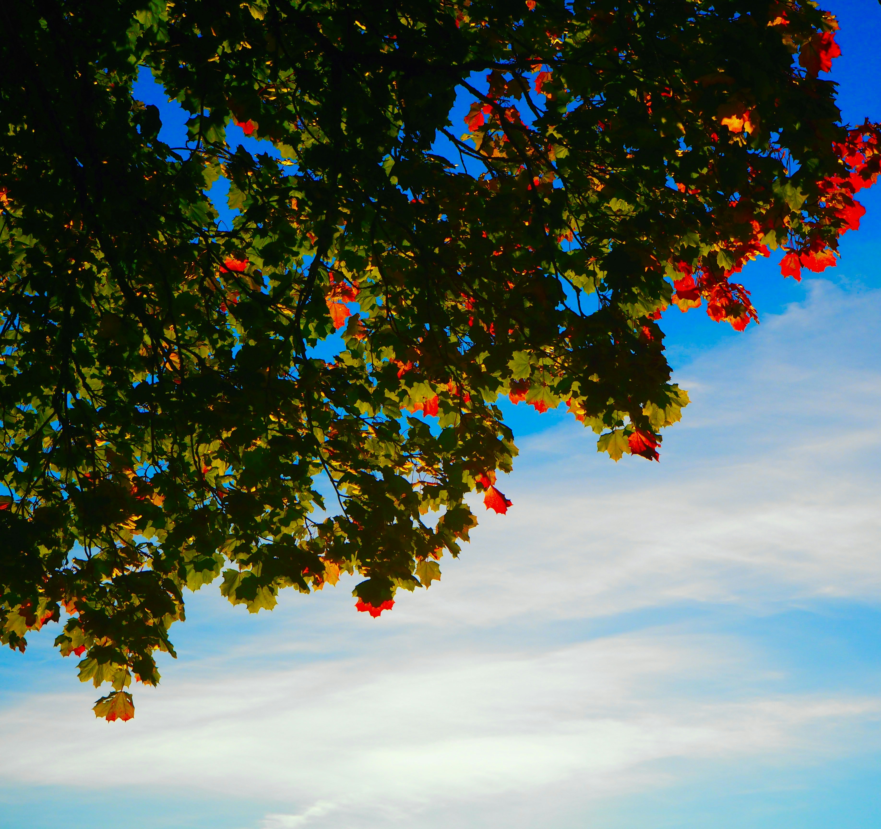 A tree with red flowers photo – Free Sky Image on Unsplash