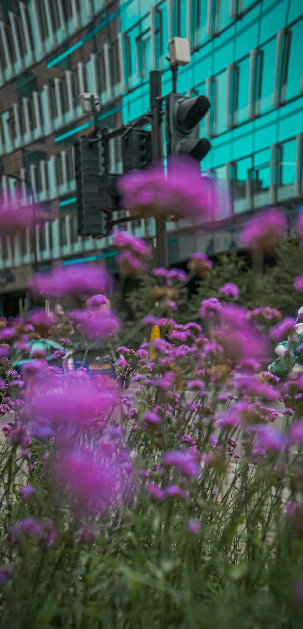 a group of flowers in front of a building