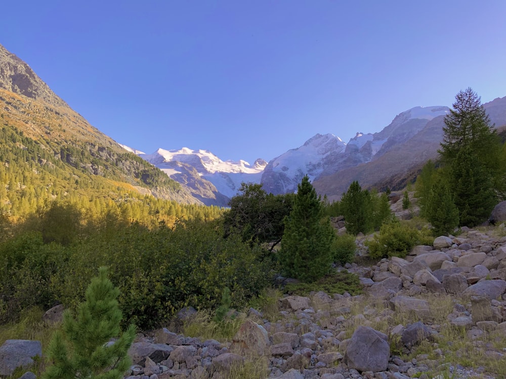 a rocky area with trees and mountains in the background