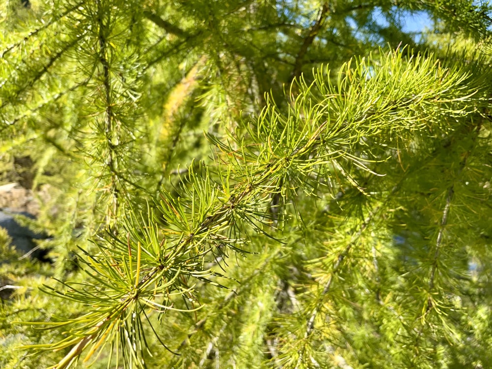 a close-up of a tree