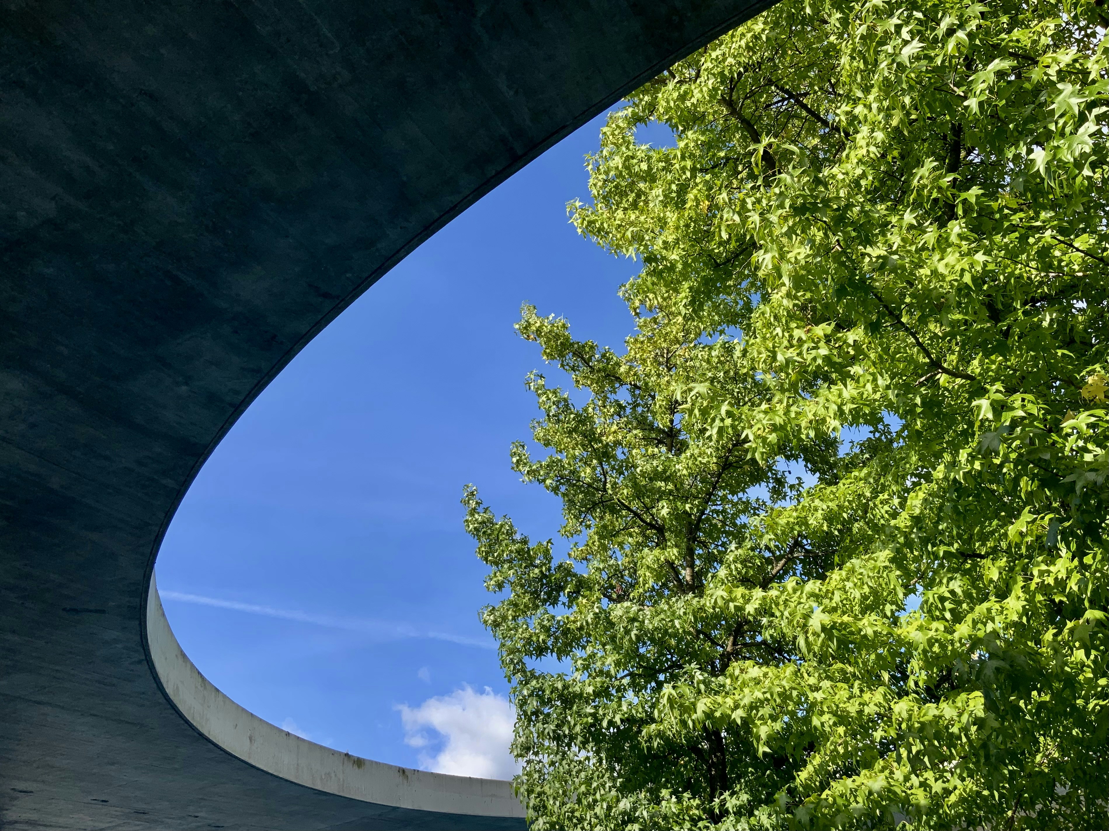 a tree next to a body of water