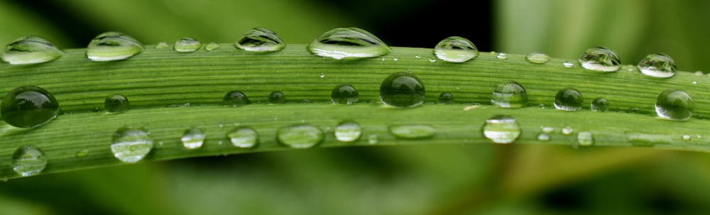 a close up of water drops on a leaf