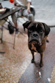 A boxer dog stands on a tiled floor, looking inquisitively at the camera. In the background, a person is seated next to a table, partially visible, with a bag on the ground near them.