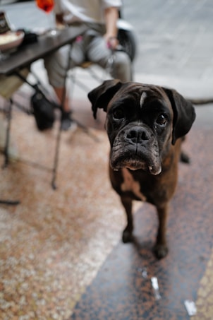 A boxer dog stands on a tiled floor, looking inquisitively at the camera. In the background, a person is seated next to a table, partially visible, with a bag on the ground near them.