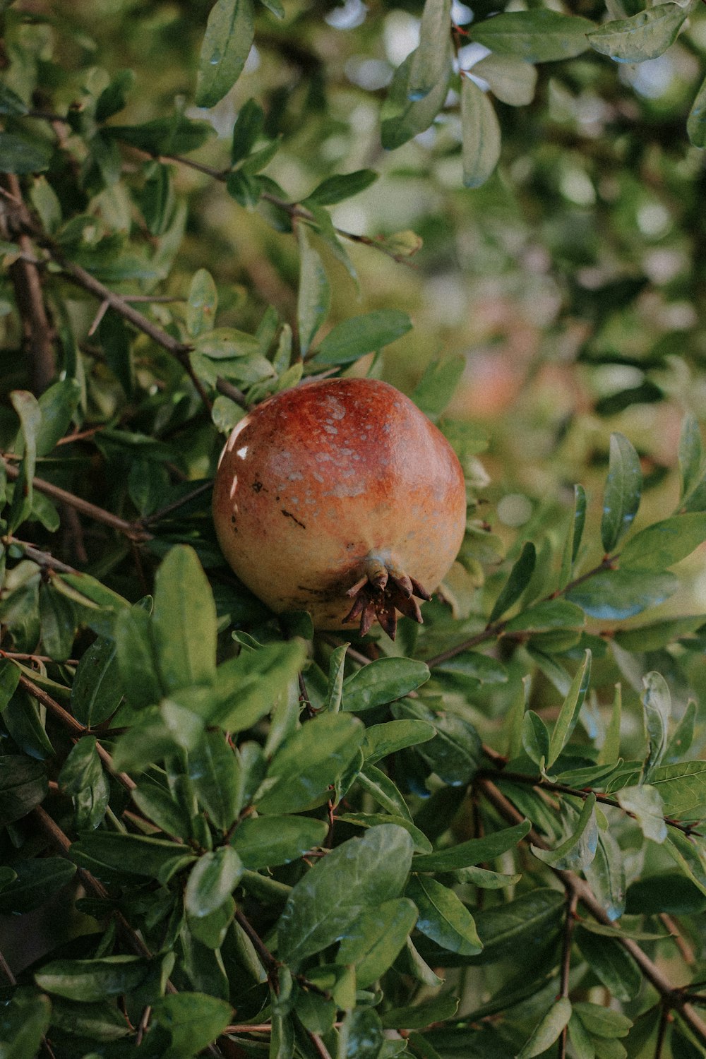 a red fruit on a tree