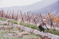Vineyard rows shining under afternoon sun with a rider cycling nearby, experiencing Chile’s wine country.