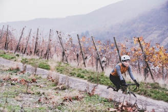 Vineyard rows shining under afternoon sun with a rider cycling nearby, experiencing Chile’s wine country.