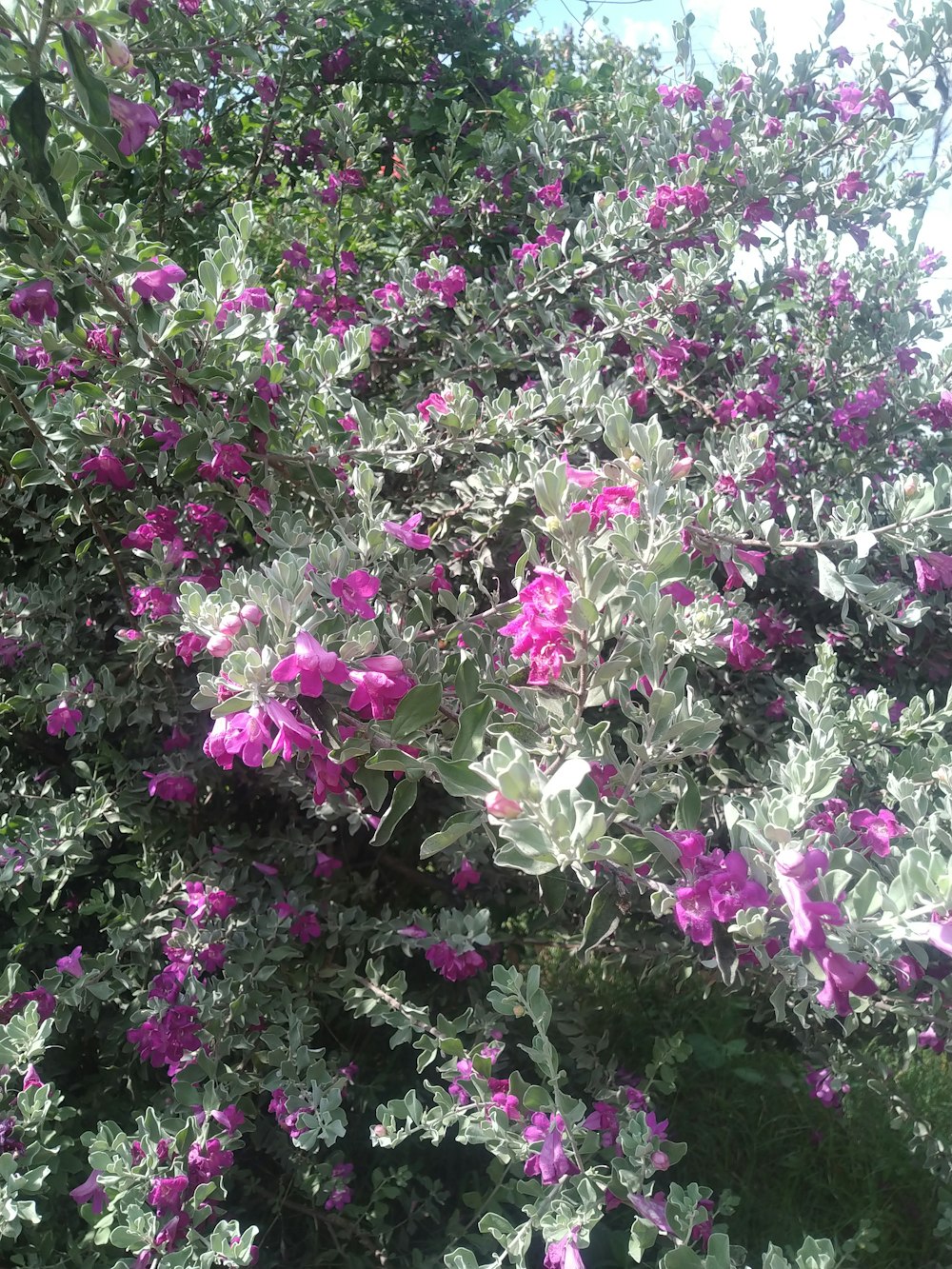 a bush with purple flowers
