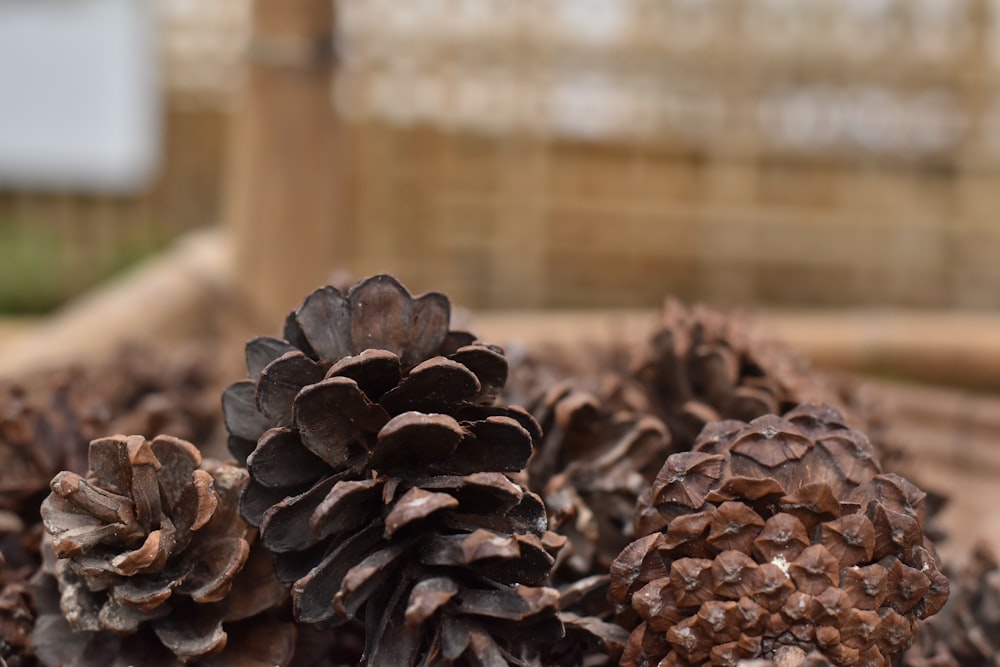 a pile of pine cones