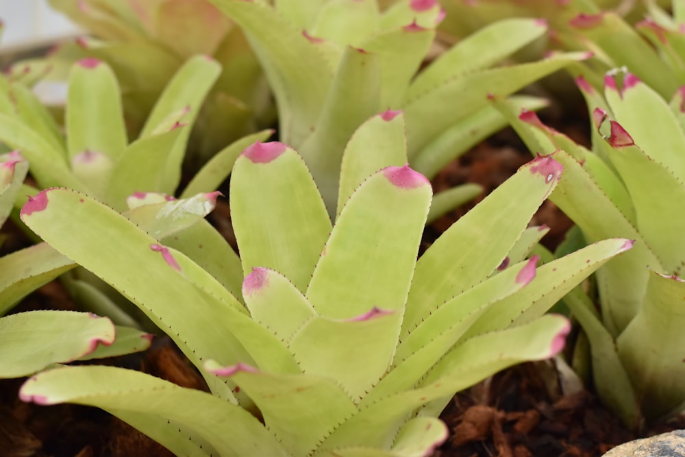 a close up of a plant