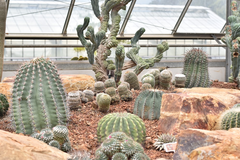 a large indoor cactus garden