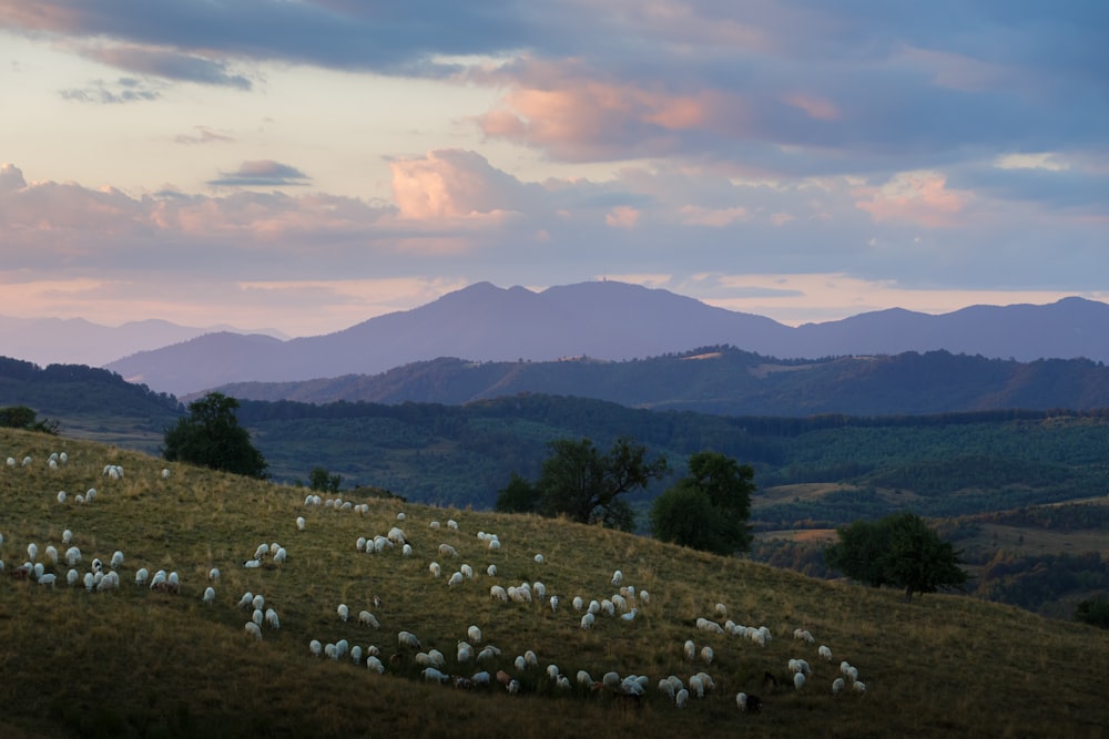 a large group of sheep grazing on a hill