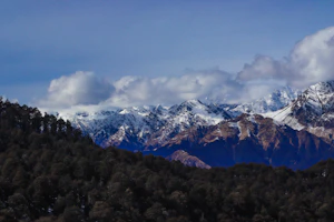 Auli