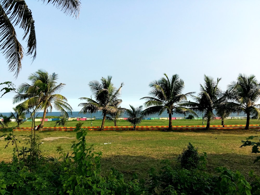 a field with palm trees