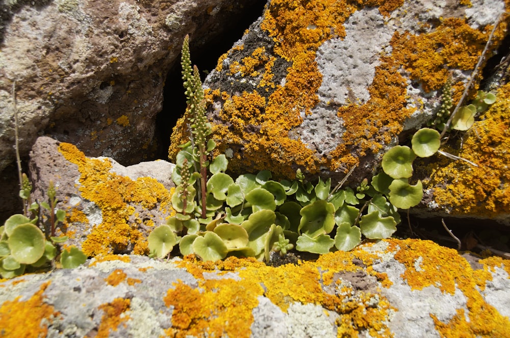 a plant growing in the ground