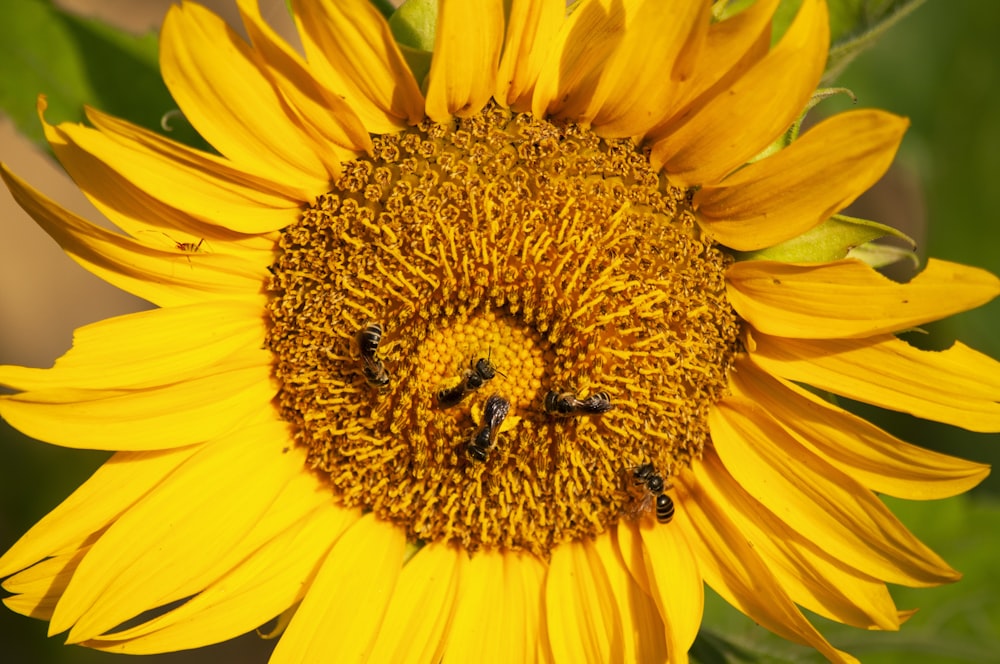 a bee on a yellow flower