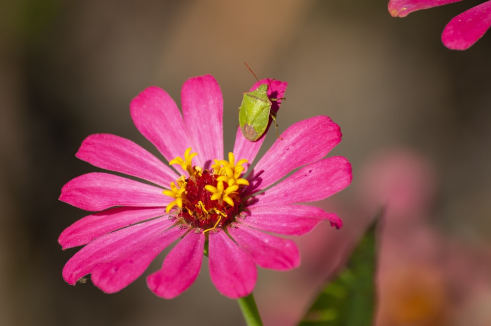 a bee on a flower