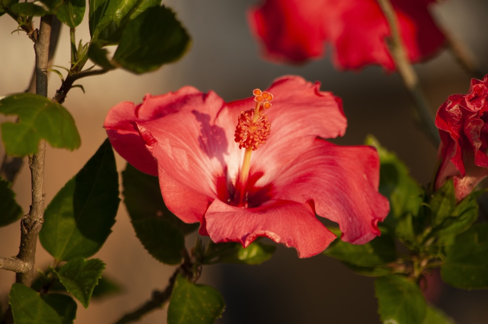 a pink flower on a plant