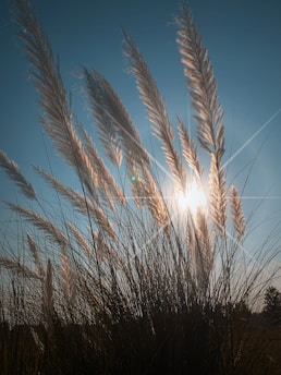 a close up of some wheat