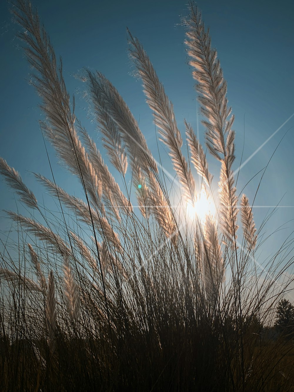 a close up of some wheat