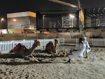 Two camels sit on a sandy ground inside a fenced area. Two men dressed in traditional white attire are seated on chairs nearby. The background features modern buildings and structures under construction, illuminated by artificial lighting, indicating a nighttime setting.