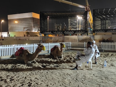 Two camels sit on a sandy ground inside a fenced area. Two men dressed in traditional white attire are seated on chairs nearby. The background features modern buildings and structures under construction, illuminated by artificial lighting, indicating a nighttime setting.