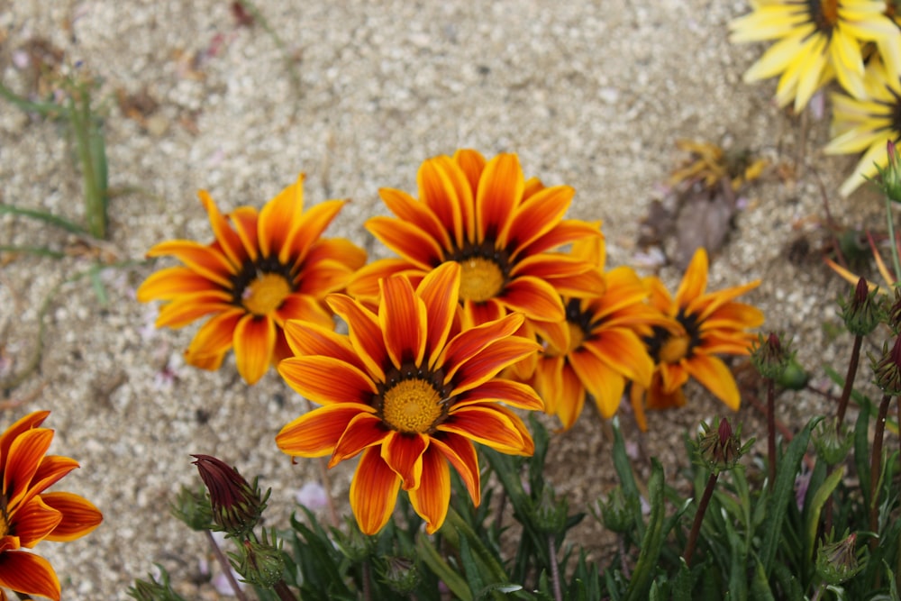 a group of orange flowers