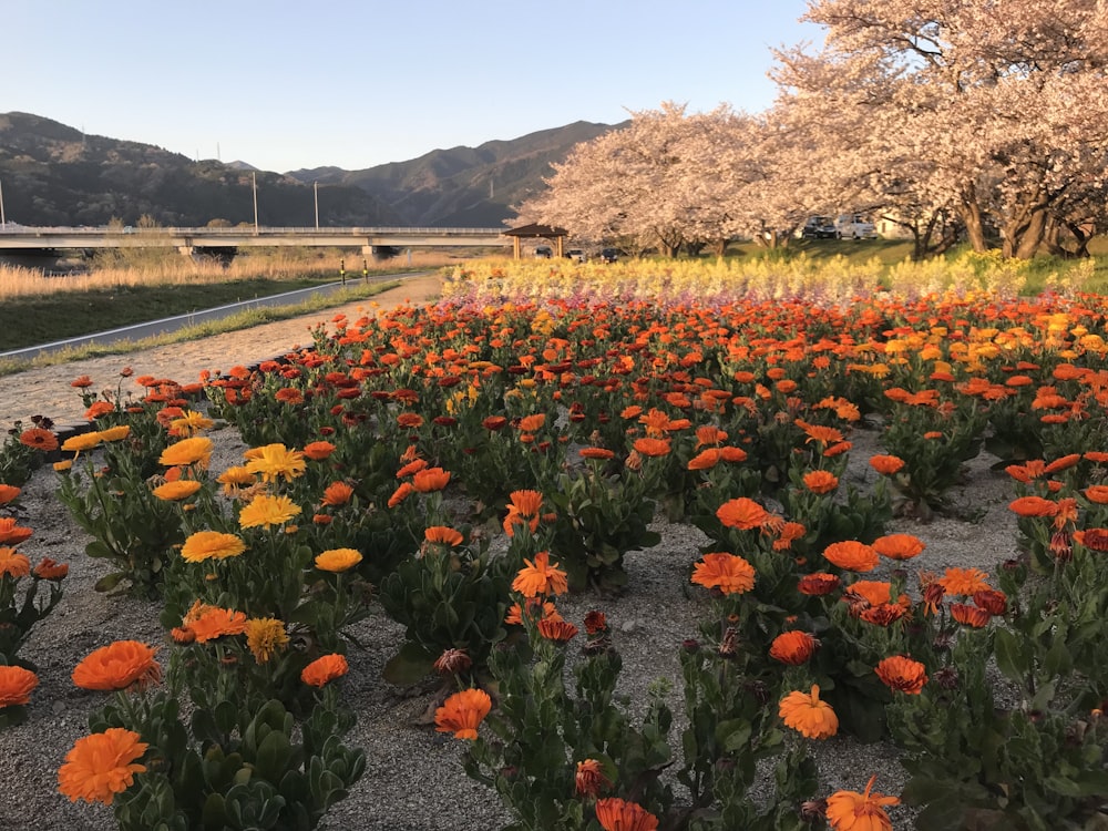 a field of flowers