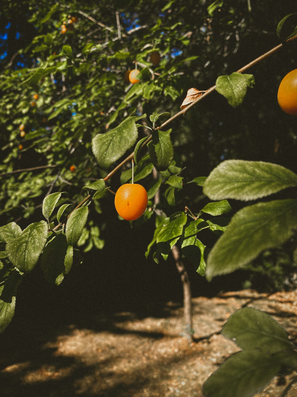 oranges growing on a tree