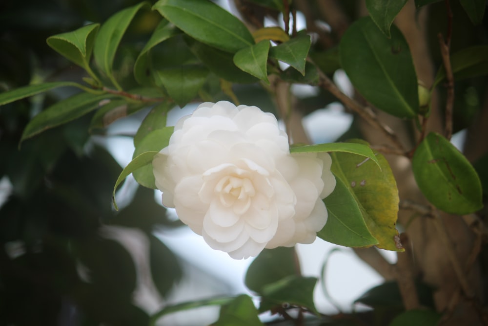 a white flower on a tree