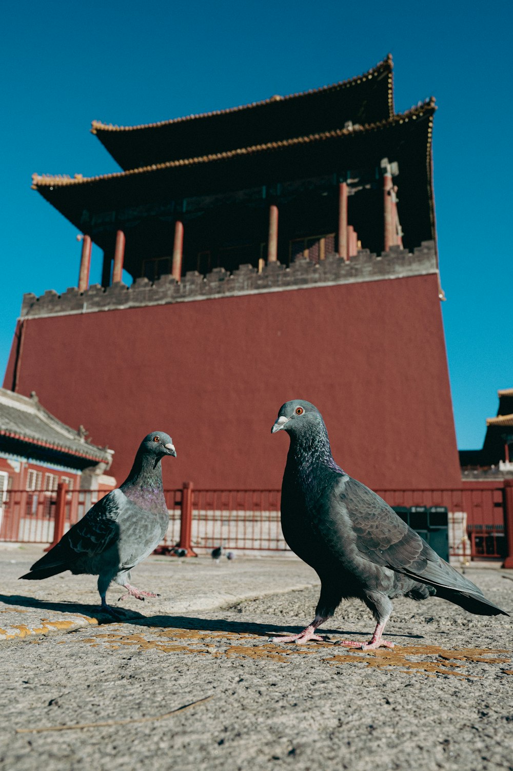 two birds standing on a concrete surface