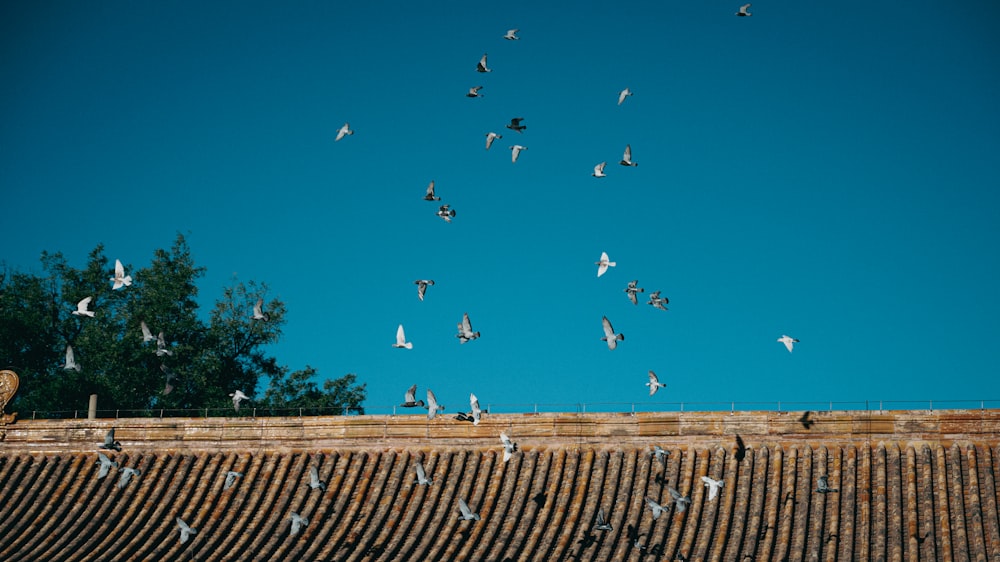 birds flying over a roof