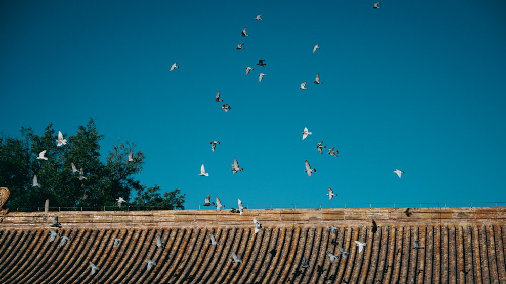 pájaros volando sobre un techo