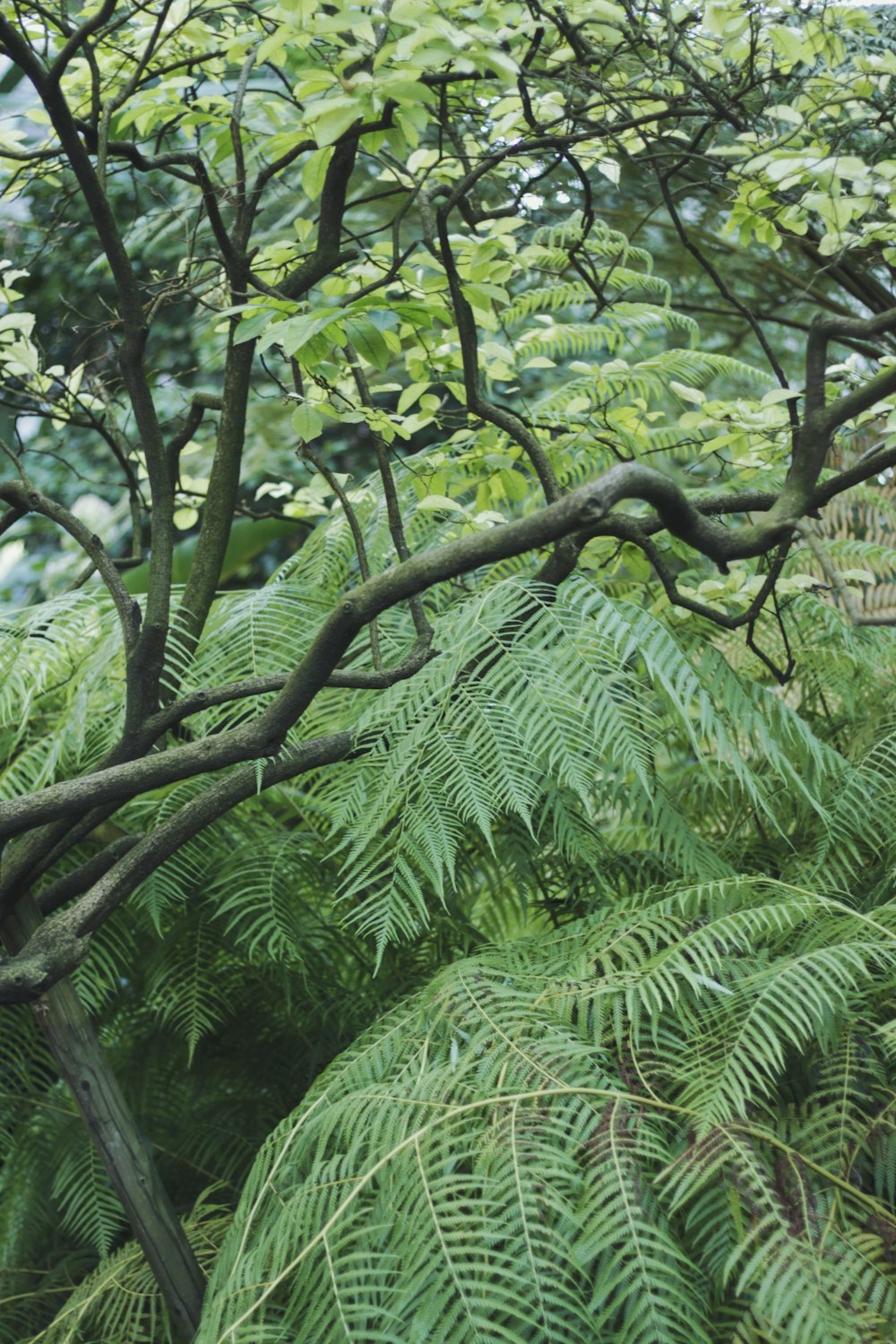 Ein Baum mit vielen Ästen