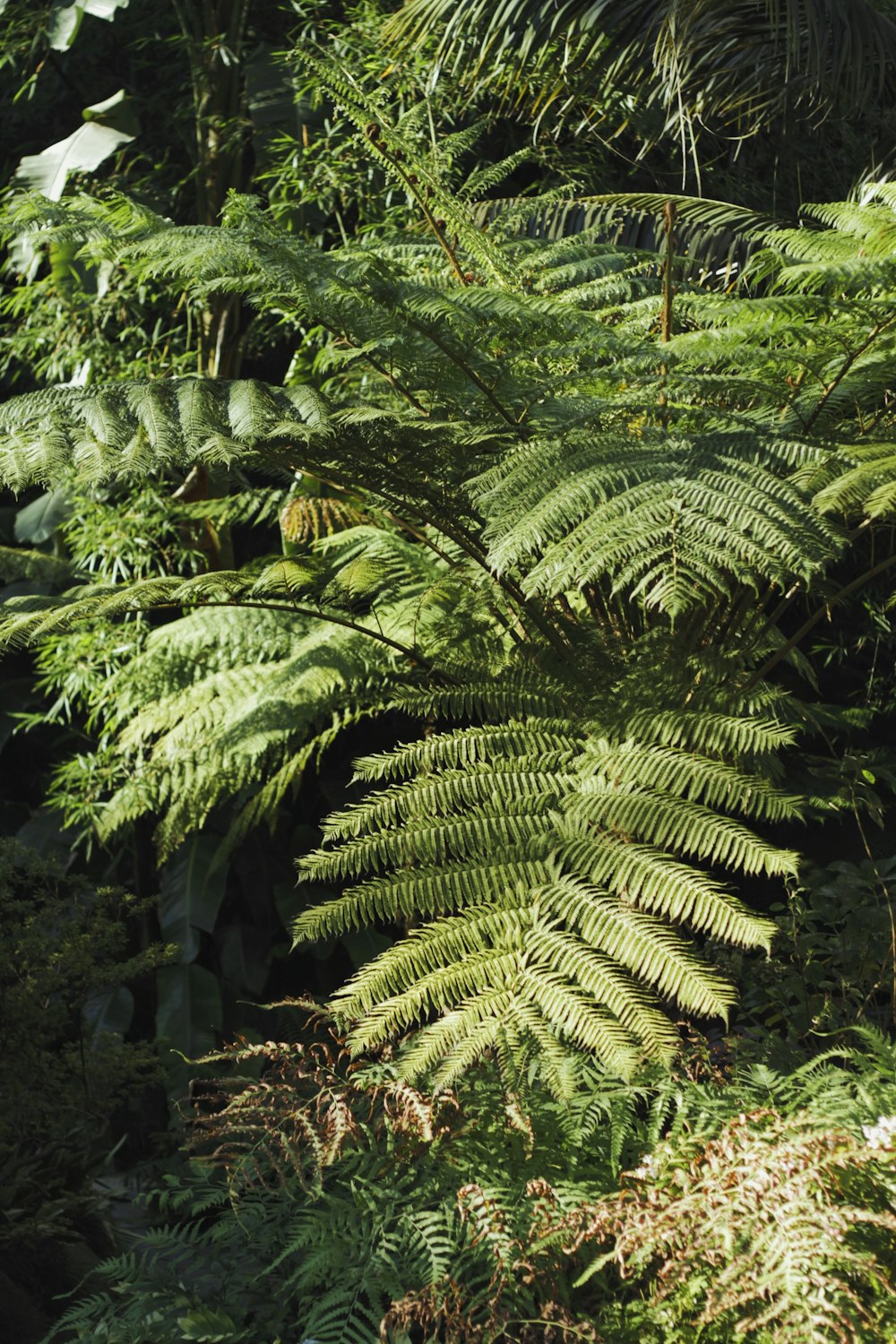 a close-up of a tree