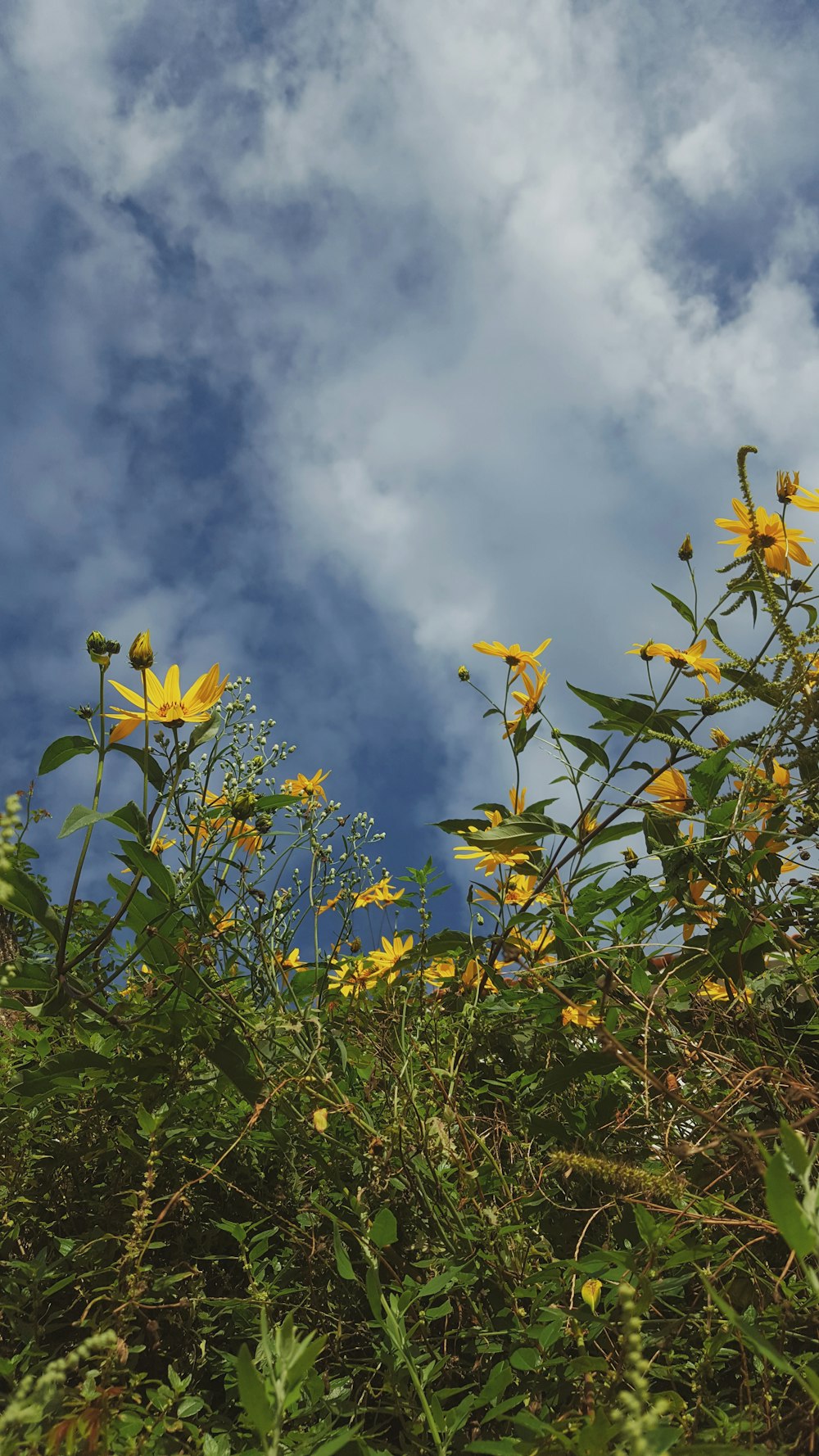 a group of yellow flowers