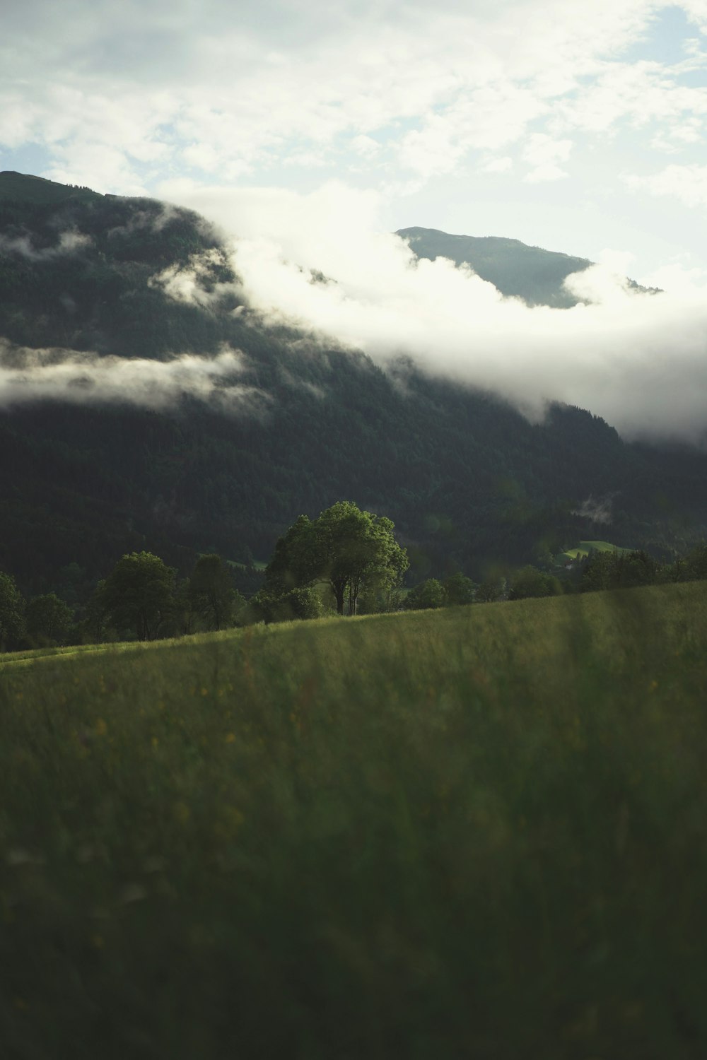 a grassy field with trees and mountains in the background