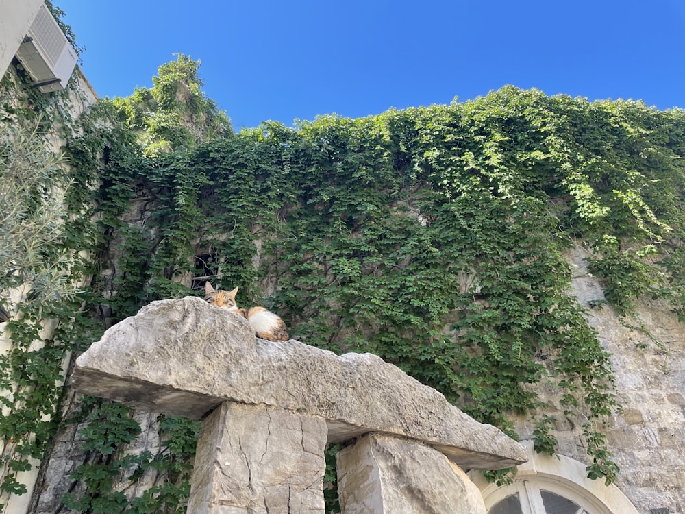 a large rock formation with trees in the background